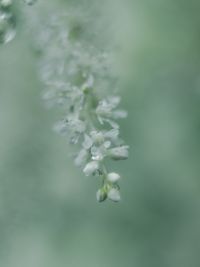 Astilbe